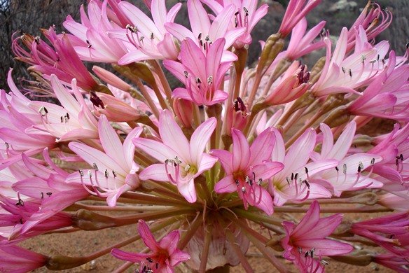 Brunsvigia bosmaniae colour change in the same umbel